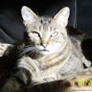 Meet your Posher, Veronica